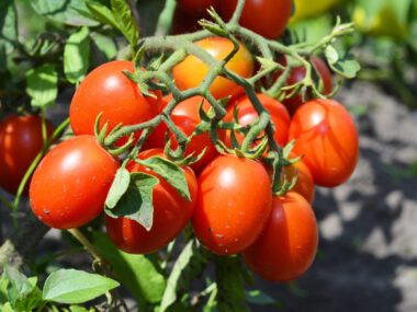tomate-roma-vf