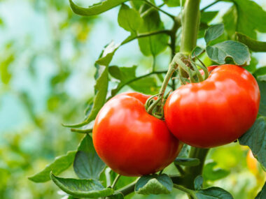 tomate-hyb-f1-montfavet-63-6