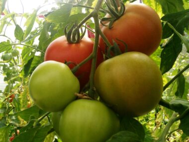 tomate-hyb-f1-paola-type-grappe