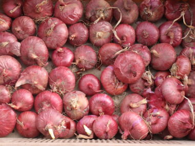 oignon-rouge-dabbeville