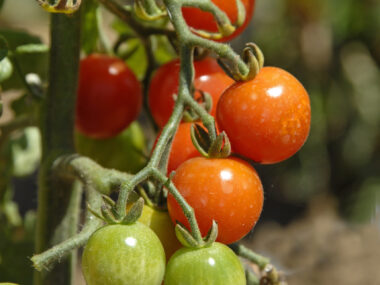 tomate-sweet-baby-cerise