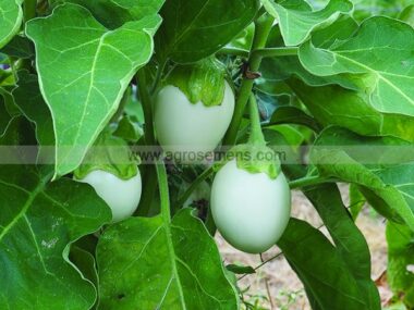 aubergine-blanche-ronde-a-oeuf-10gn