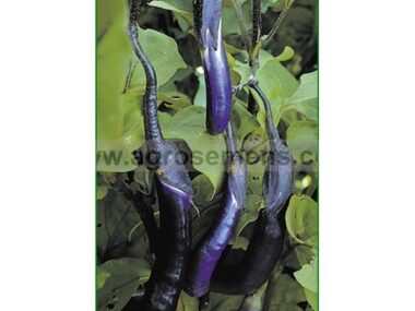 aubergine-japanese-pickling-10-gn