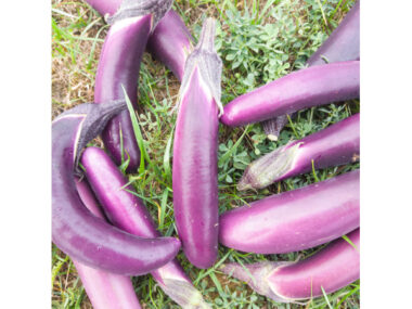 aubergine-pink-lady-10-gn