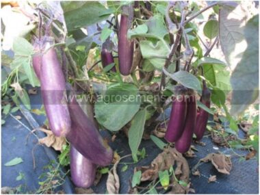 aubergine-slim-jim-10gn-graines-bio