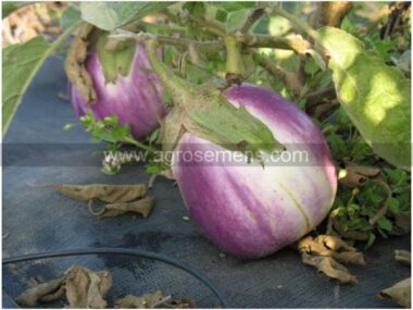 aubergine-violette-de-florence-10gn