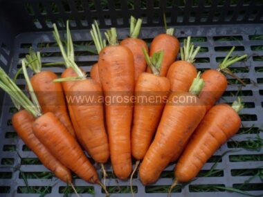 carotte-de-luc-5-mgn