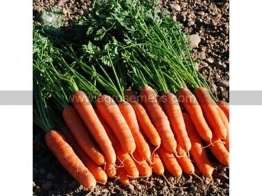 carotte-sais-et-cons-dolciva-5mgc