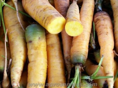 carotte-longue-jaune-du-doubs-bio