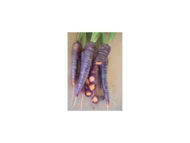 carotte-purple-haze-hyb-f1