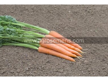 carotte-solvita-bio