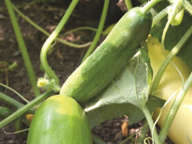 concombre-vert-long-maraicher-10gn