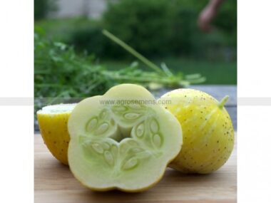 concombre-lemon-bio