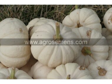 courge-baby-boo-10-gn