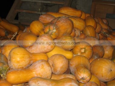 courge-canada-mezoides-10gn