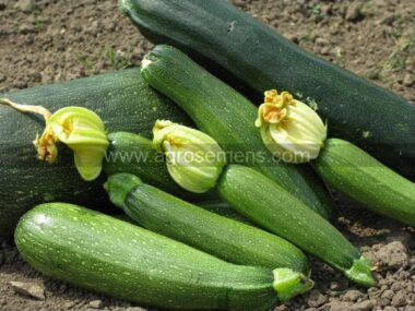 courgette-genovese-10gn