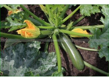 courgette-zucchini-10-gn-graines-bio