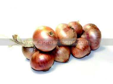 oignon-rose-darmorique-1mgn