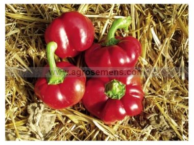 poivron-tomate-bio