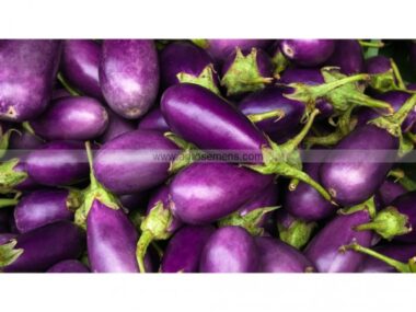 aubergine-violette-de-toulouse-10gn