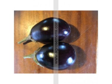 aubergine-alexandra10-gn