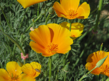 fleur-eschschoizia-californica-bio