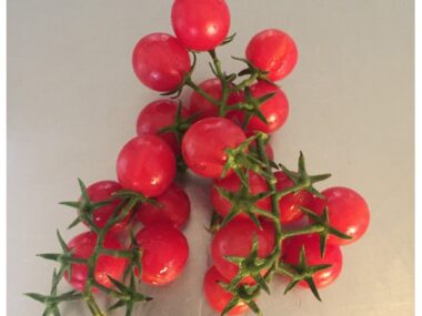 tomate-ambrosita-red-50gn