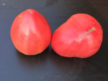 tomate-cdb-yasha-yougoslavian-50gn
