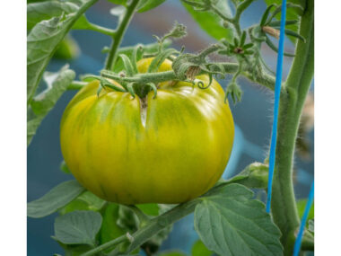 tomate-dorothy-green-bio
