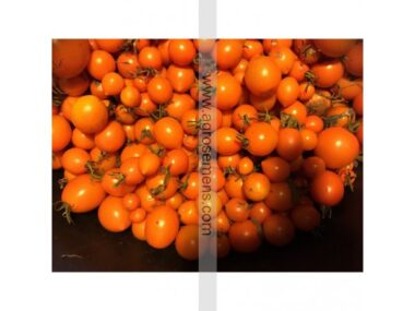 tomate-figiel50-gn