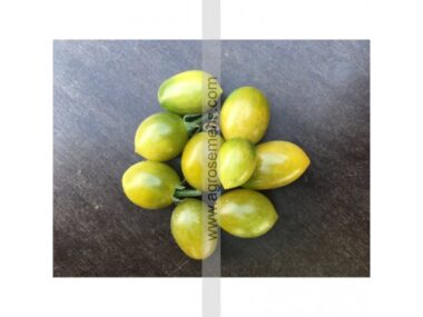 tomate-green-envy-bio