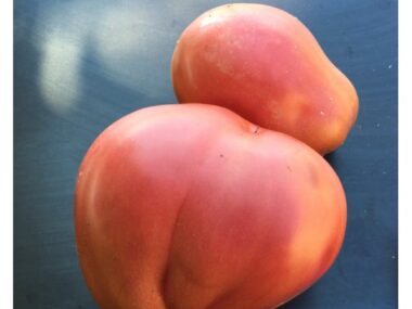 tomate-new-zeland-pear-bio