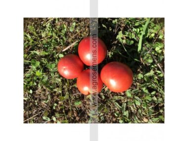 tomate-valenciano-bio