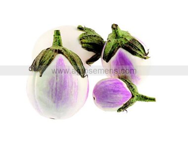 aubergine-rosa-bianca-10-gn