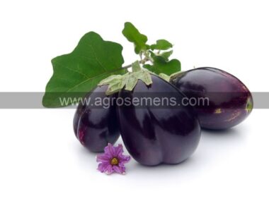 auberginemonstru-de-new-york-10-gn-graines-bio
