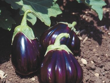aubergine-black-beauty-10-gn