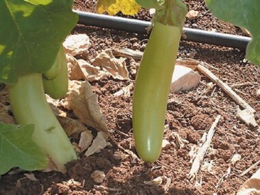 aubergine-louisiana-long-green10-gn