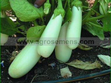 aubergine-lgue-blanche-10-gn