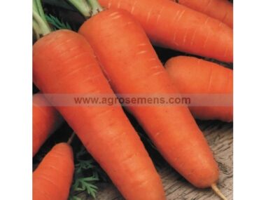 carotte-colmar-coeur-rouge-bio