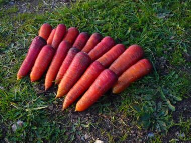 carotte-rouge-sang-bio