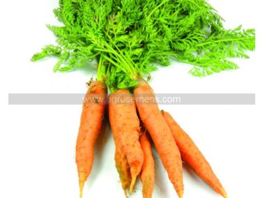 carotte-rothild-5-bio