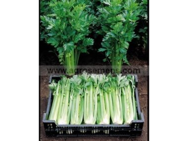 celeri-branche-tall-utah-250-gn