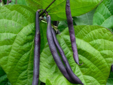haricot-nain-mangetout-purple-queen-250-gn