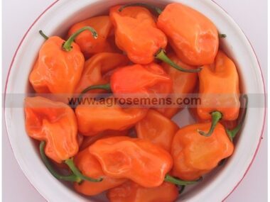 piment-hot-habanero-orange-bio