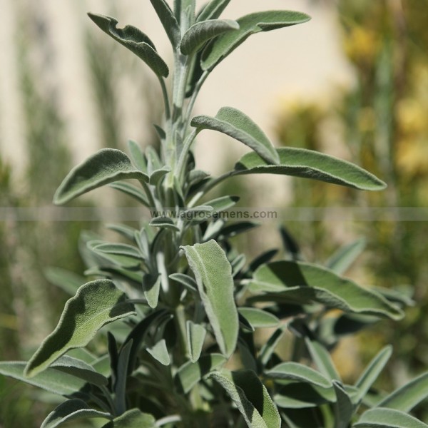Graines de Sauge officinale – Salvia officinalis par 50 graines
