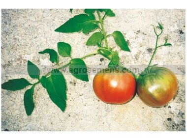tomate-rose-de-berne-bio