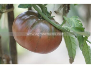 tomate-black-from-tula-50-gn