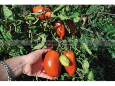 tomate-andine-cornue-50-gn