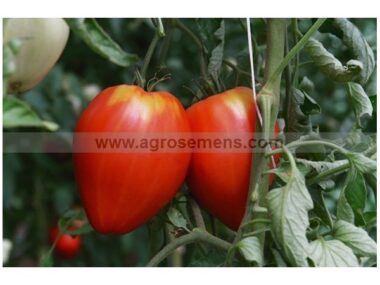 tomate-cuor-di-bue-oxheart-50-gn