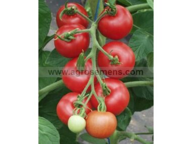 tomate-matina-bio